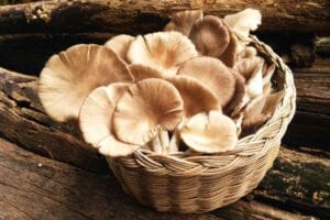 Oyster Mushroom Substitutes