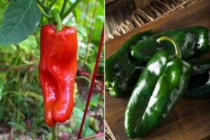 Cubanelle Pepper Vs Poblano