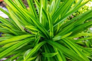 7 Best Pandanus Leaf Substitutes