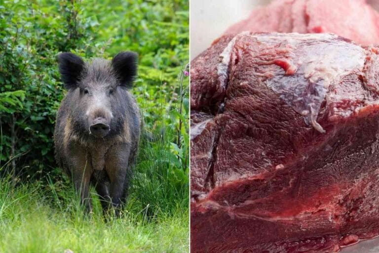 What Does Wild Boar Taste Like? (Answered)